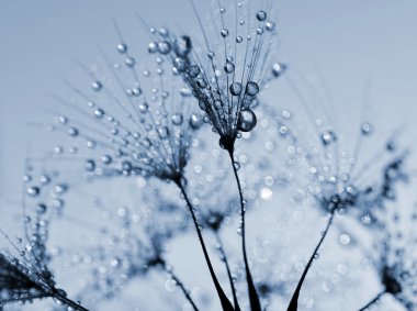 nemli Karahindiba çiçeği