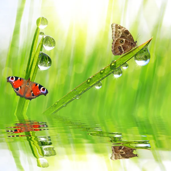 Fresh green grass with dew drops and butterflies. — Stock Photo, Image