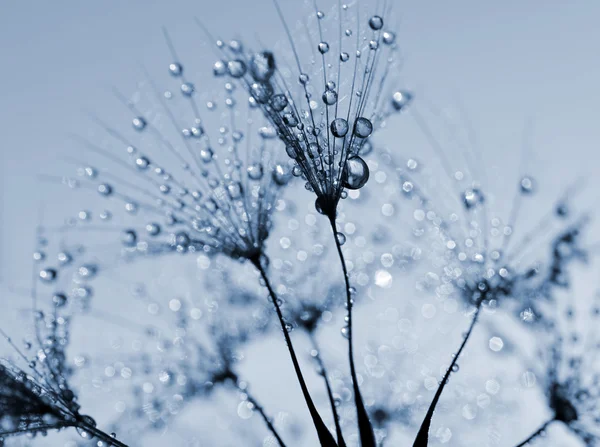 nemli Karahindiba çiçeği