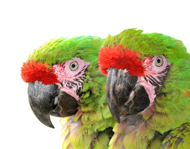 Askeri Amerika papağanı (Ara militaris mexicana)