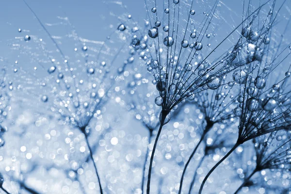 Dewy dandelion flower — Stock Photo, Image