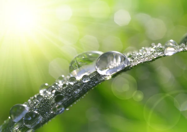 Hierba fresca con gotas de rocío . — Foto de Stock