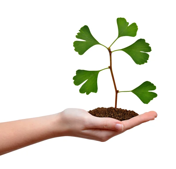 Ginkgo biloba plant growing in hand — Stock Photo, Image