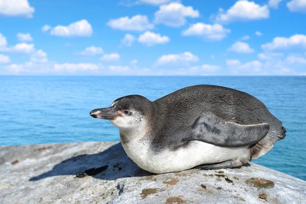 Il pinguino di Humboldt — Foto Stock