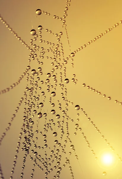 Red de araña con gotas de rocío —  Fotos de Stock