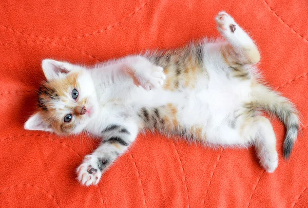 Pequeño gato acostado en una manta roja — Foto de Stock