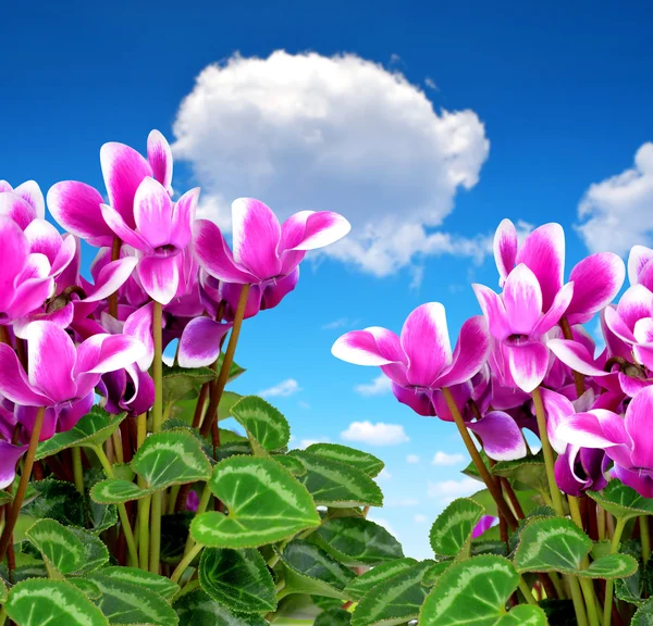 Pembe çiçek Siklamen — Stok fotoğraf