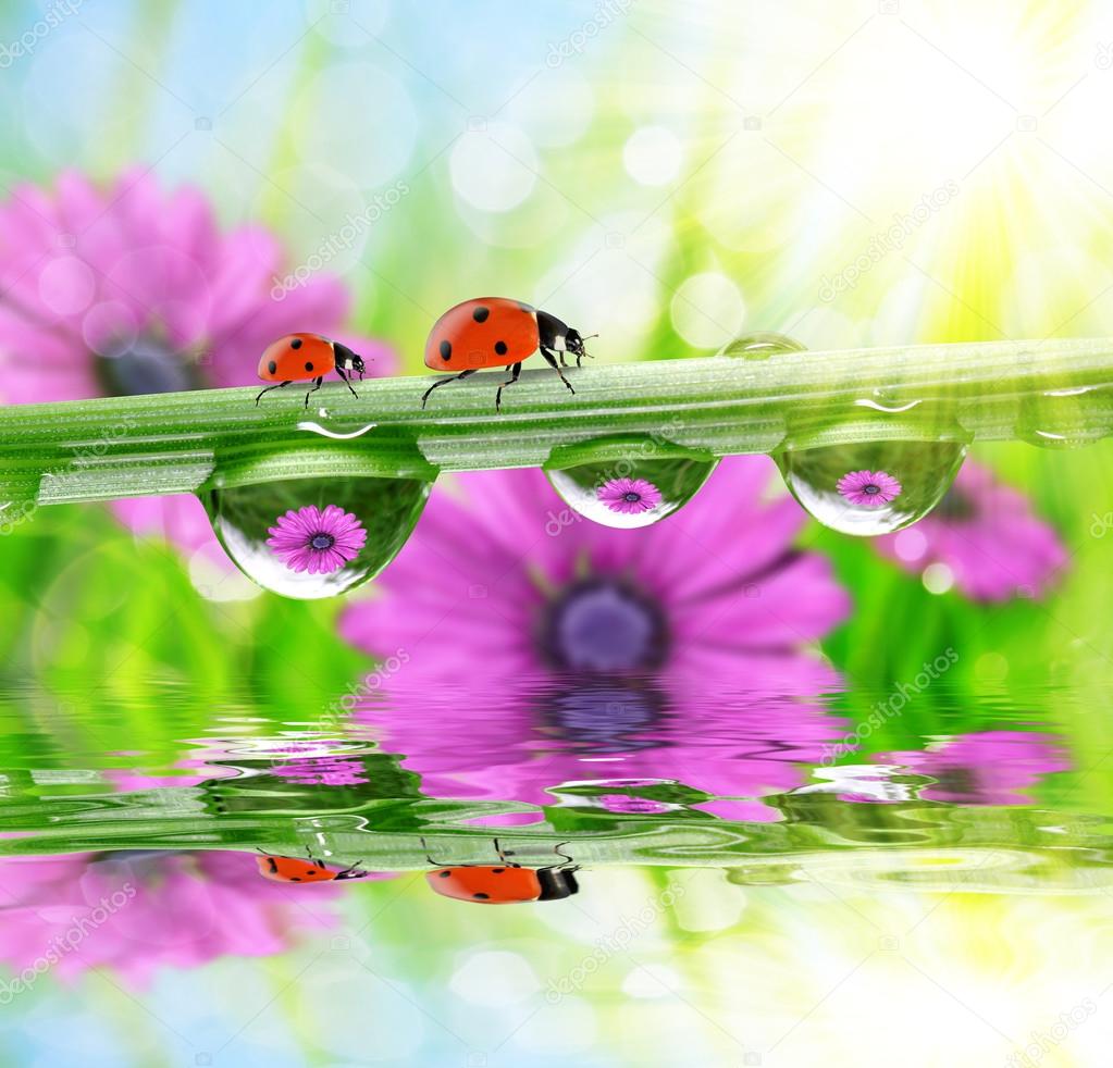 Flowers in the drops of dew on the green grass and ladybirds.