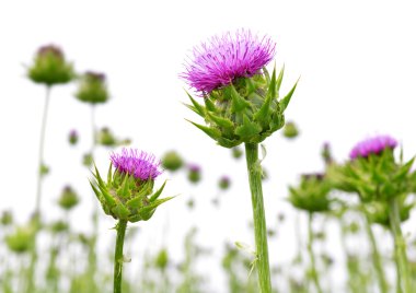 Silybum marianum alanıyla