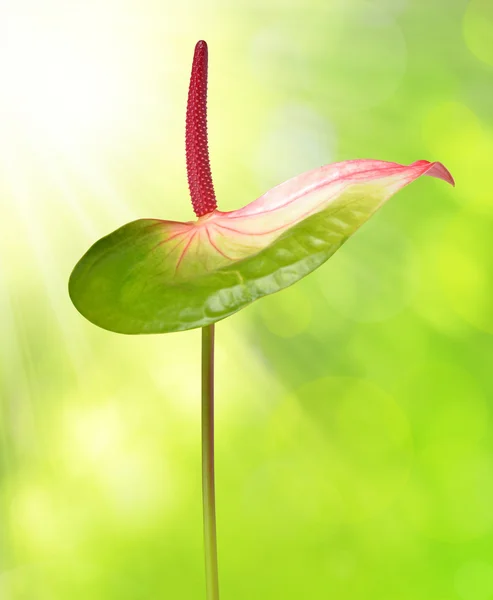 Anthurium bloem close-up — Stockfoto