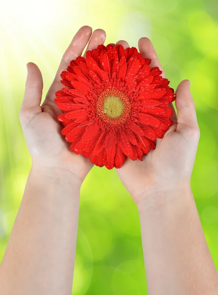 Harmatos piros gerbera virág a kezekben — Stock Fotó