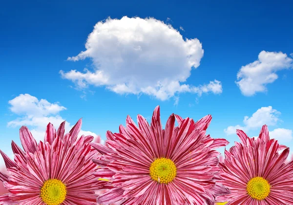 ดอกไม้ฤดูใบไม้ผลิสีม่วง — ภาพถ่ายสต็อก