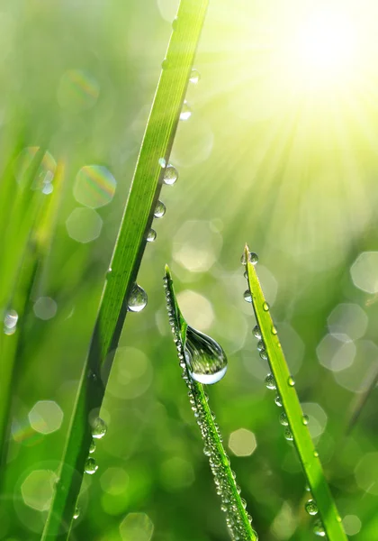 Свежая зеленая трава с капельками росы крупным планом . — стоковое фото