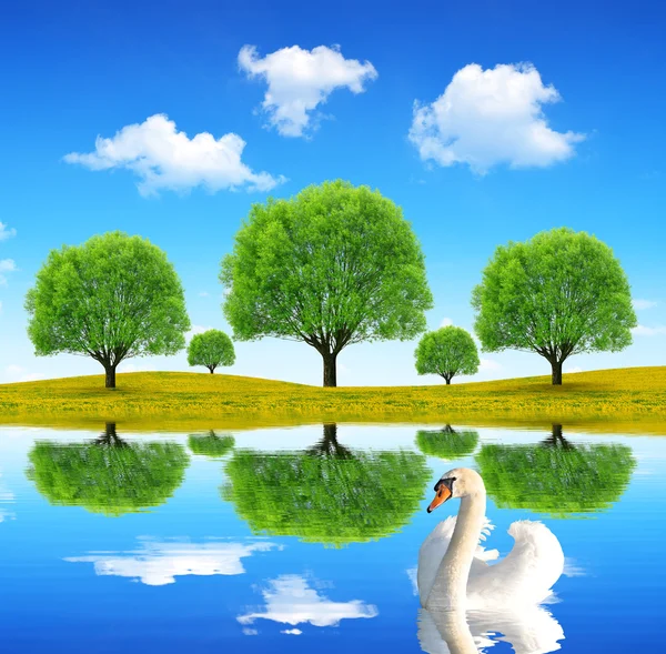 Swan in the spring landscape — Stock Photo, Image