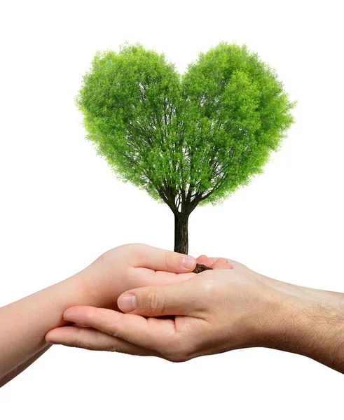 Child and male hands holding a tree — Stock Photo, Image