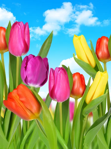 Purple, yellow and red tulip — Stock Photo, Image