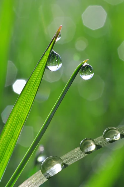 Verse groene gras met dauw druppels close-up. — Stockfoto