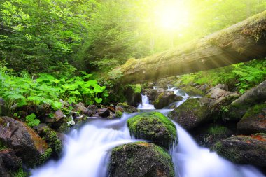 Ulusal parkta Sumava dağ dere