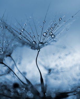 nemli Karahindiba çiçeği