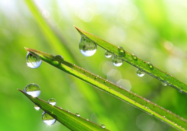 Taze yeşil çimen çiy ile portre damla.