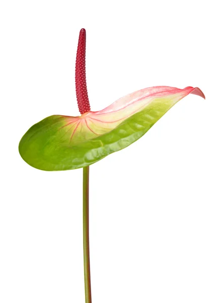 Anthurium bloem geïsoleerd — Stockfoto