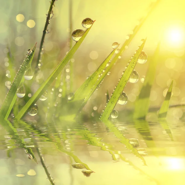 Свежая трава с капельками росы на рассвете . — стоковое фото