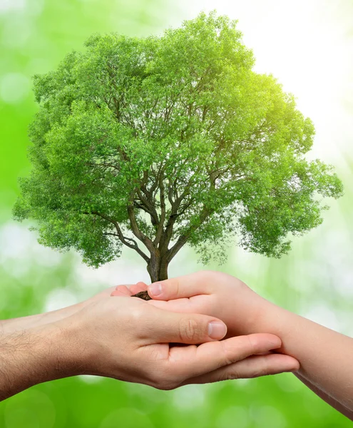 Child and male hands holding a tree — Stock Photo, Image