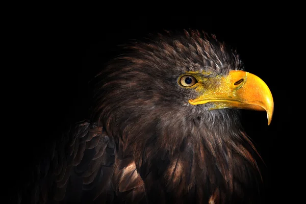 Изолированный орёл — стоковое фото