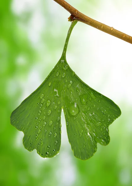 Hoja de ginkgo biloba con gotas de rocío — Foto de Stock