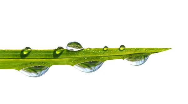 Hierba verde con gotas de rocío —  Fotos de Stock