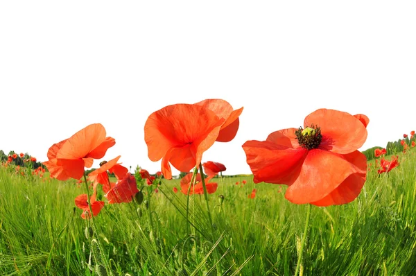Red poppies in green barley field. — Stock Photo, Image