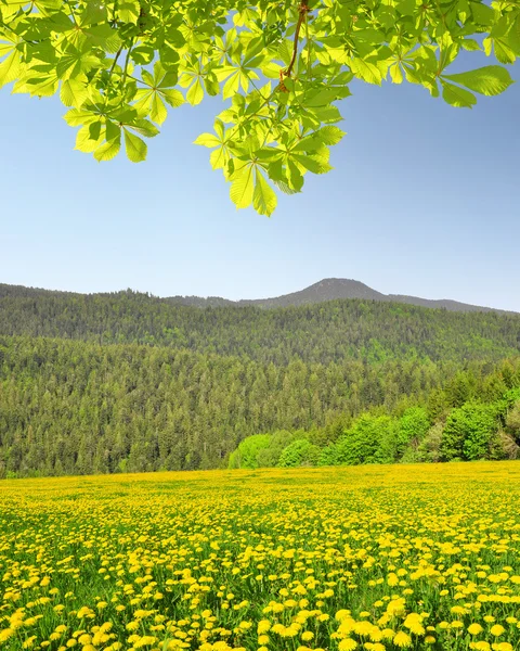 Весняний пейзаж у баварському лісі — стокове фото