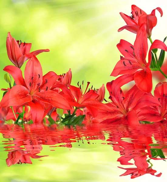 Rode lily bloemen — Stockfoto