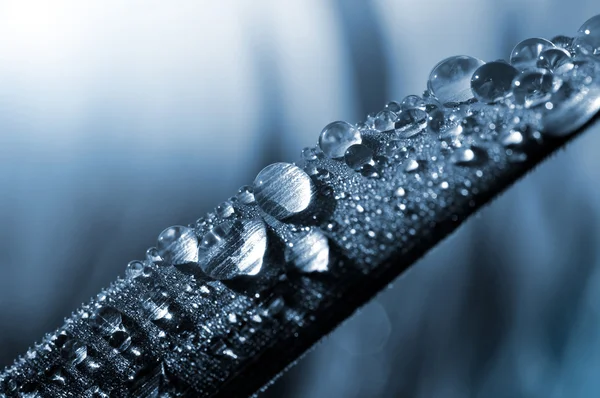 Hierba fresca con gotas de rocío . —  Fotos de Stock