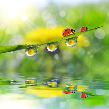 Karahindiba ladybugs ve yeşil çimen çiy damlaları içinde.