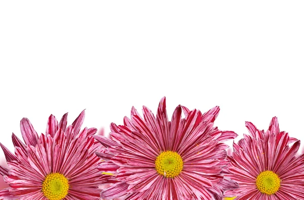 보라색 봄 꽃 — 스톡 사진