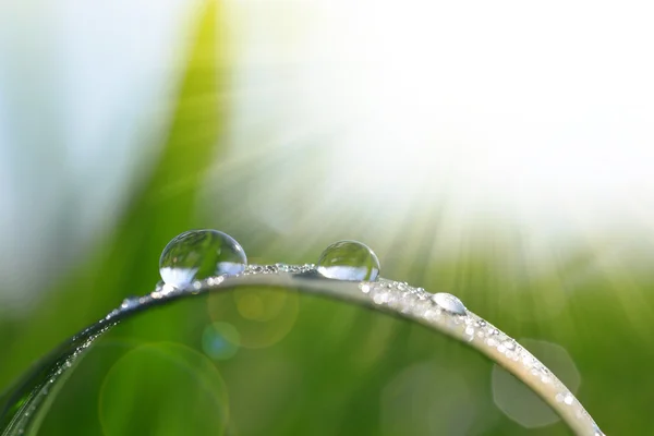 用水的新鲜绿草滴眼液特写. — 图库照片