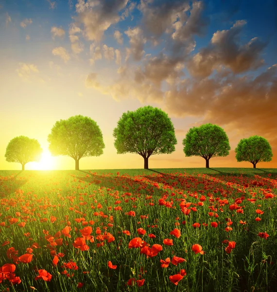 Jarní krajina s červeným maková pole a stromy — Stock fotografie