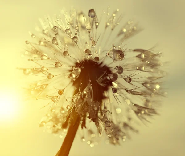 Harmatos pitypang virág napkeltekor — Stock Fotó