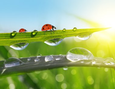 Taze yeşil çimen çiy damlaları ve ladybirds