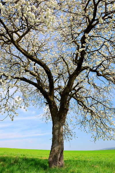 초원의 꽃피는 나무. — 스톡 사진