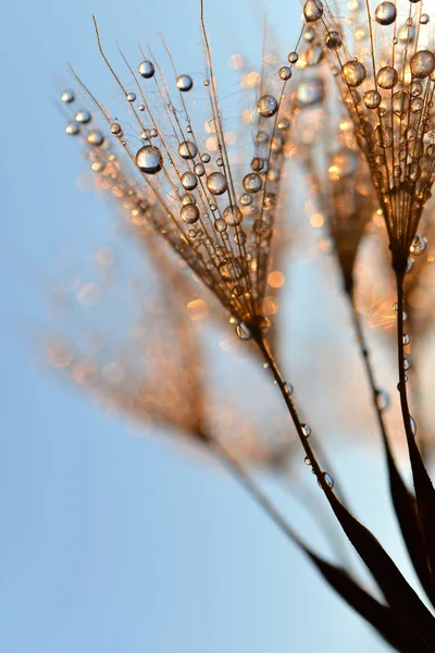 Orosený Pampeliška květin při východu slunce — Stock fotografie