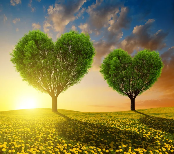 Campi di tarassaco con alberi a forma di cuore — Foto Stock