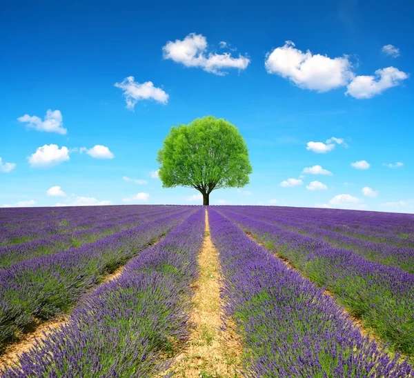 Levandulové pole v provence — Stock fotografie