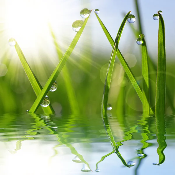 Herbe verte fraîche avec goutte de rosée gros plan — Photo