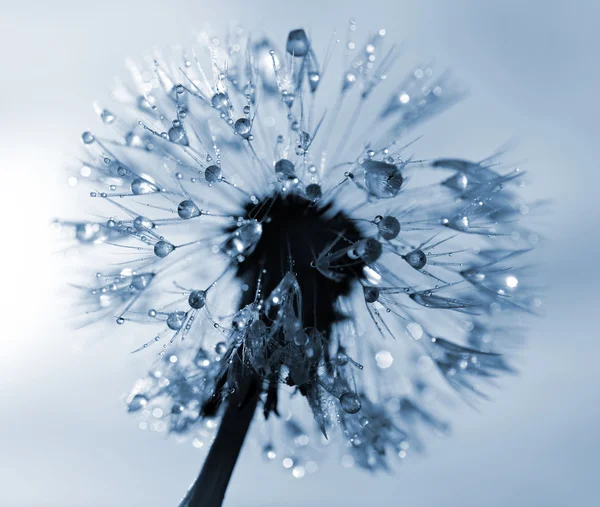Dewy fleur de pissenlit — Photo