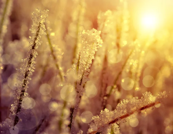 Grama congelada ao nascer do sol — Fotografia de Stock