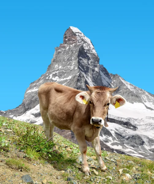 Cow in the meadow — Stock Photo, Image