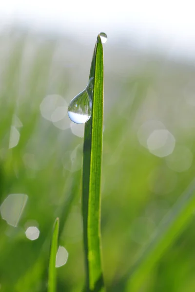 Hierba verde fresca con gota de rocío primer plano. —  Fotos de Stock