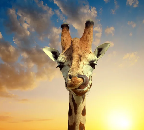 Giraffe at sunset — Stock Photo, Image